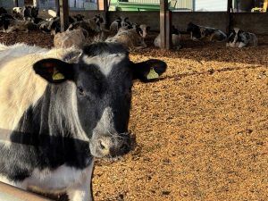 Animal Bedding
