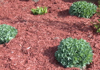 red_mulch